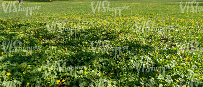 field of spearworts with shadows