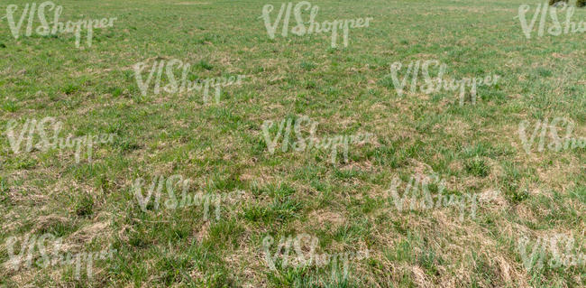 field of grass in spring