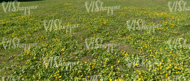 field of blooming spearworts