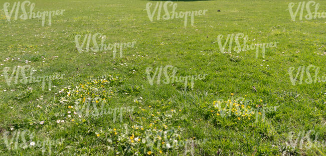 lawn with some spearwort and daisies