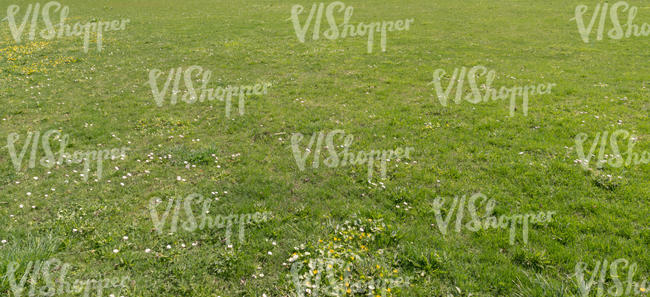 lawn in spring with some small flowers