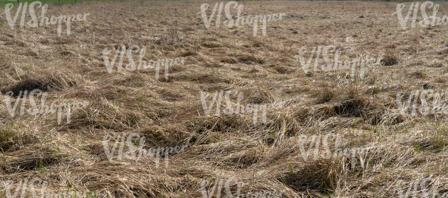 field of tall dry grass