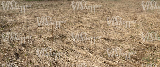 field of hay