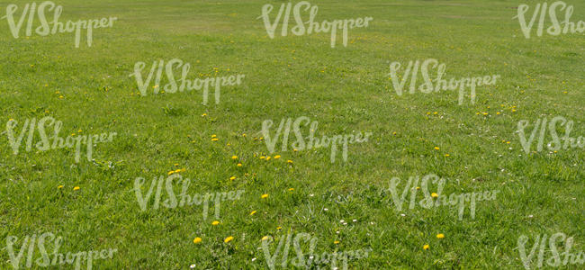 lawn with some dandelions