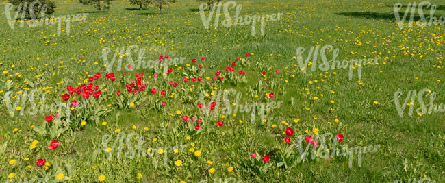 ground with dandelions and tulips