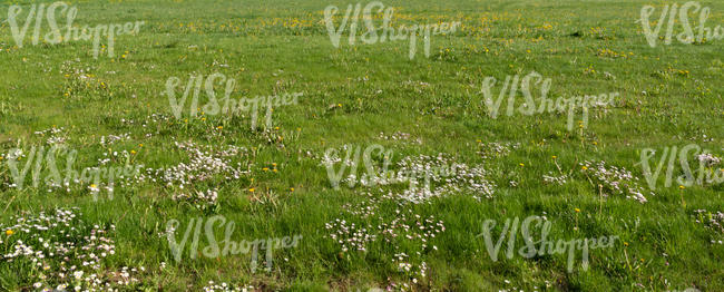 ground with small blooming flowers 