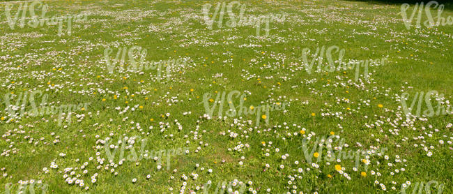 lawn with many blooming flowers