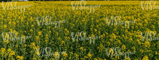 blooming rapeseed field