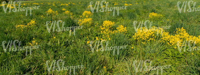 grass with yellow flowers