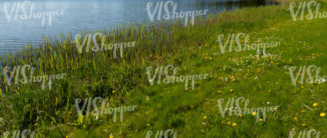 bank shore with some dandelions