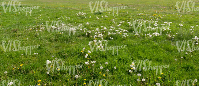 grass with bloomed dandelions