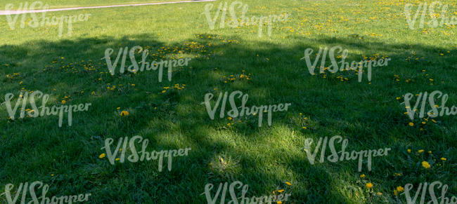 overgrown lawn with dandelions