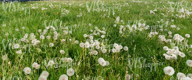 field of dandelion seedheads