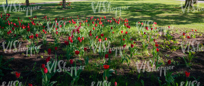 park ground with tulips