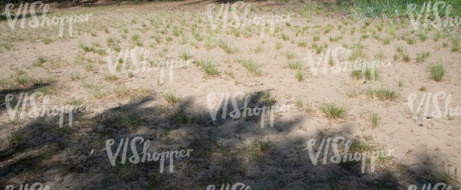 sand with tufts of grass