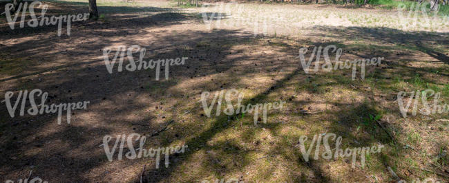 forest ground with tree shadows