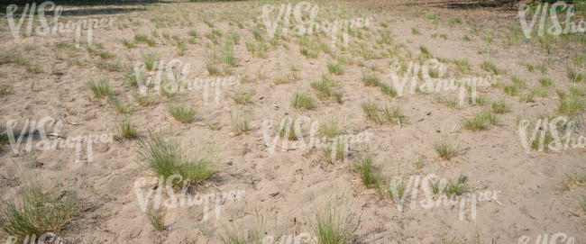sand with small tufts of grass
