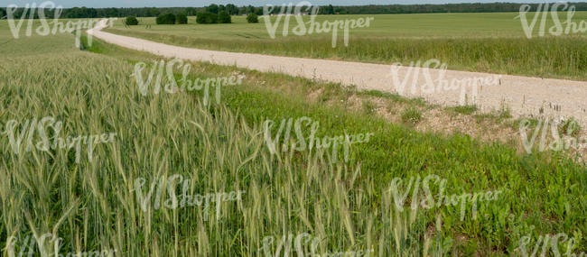 gravel road between crop fields