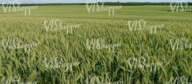 rye field in sunlight