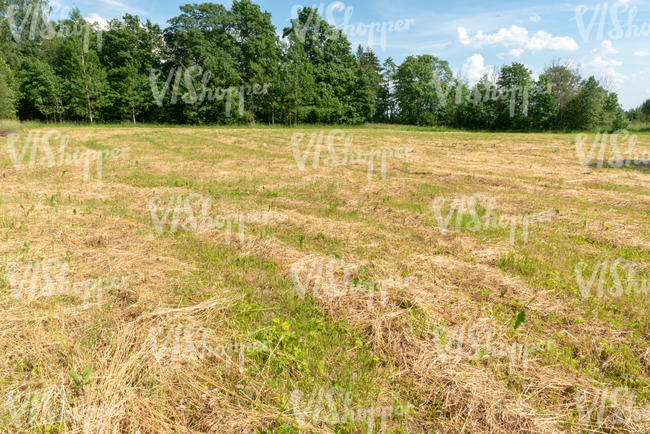 field of cut hay