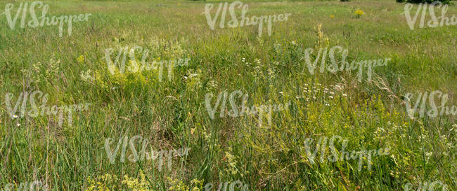 tall grass in summer