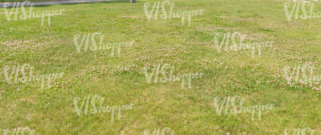 white clover lawn