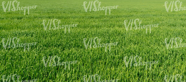 field of couch grass