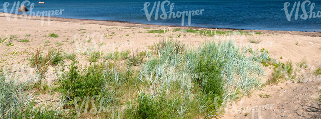 sandy and grassy beach