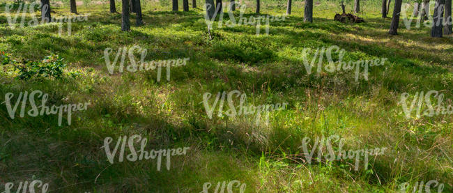 forest ground with tall grass