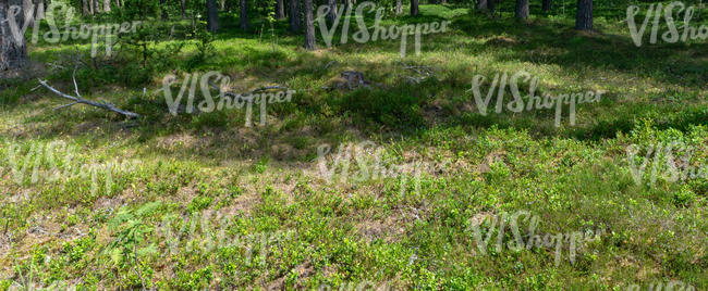 forest ground with some shadows