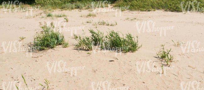 sand with some grass