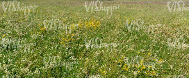 tall blooming grass