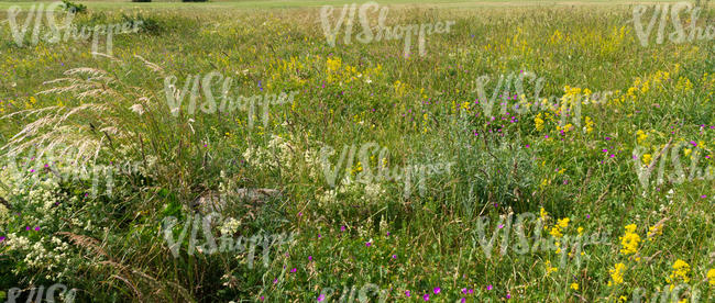 tall blooming grass