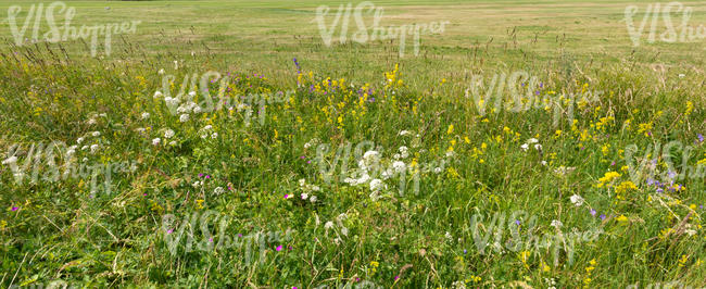 grassland with flowers