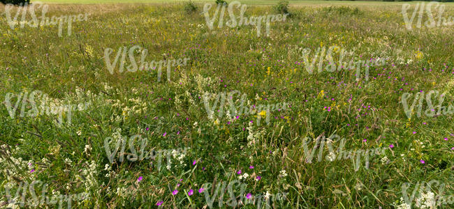 mixed tall grass