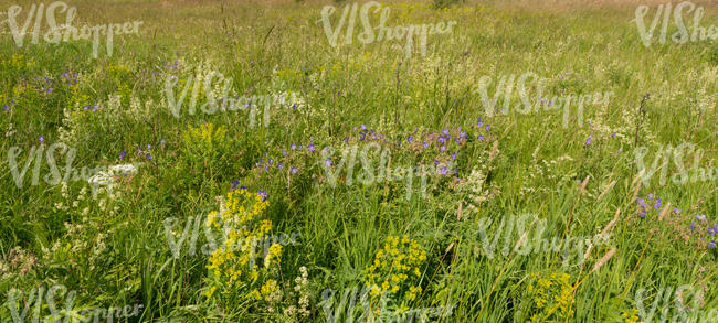 colorful tall grass