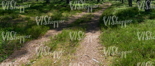 path in forest