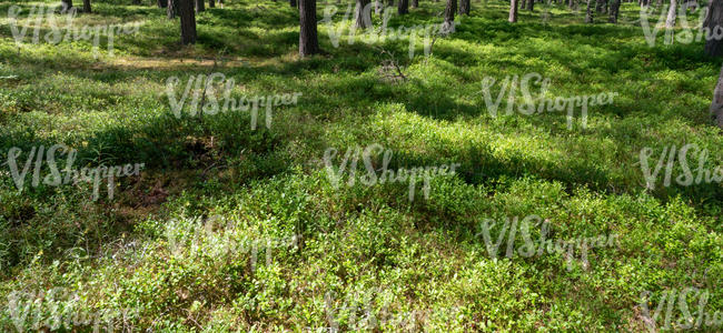 sunny forest ground