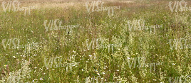 tall grass with white flowers
