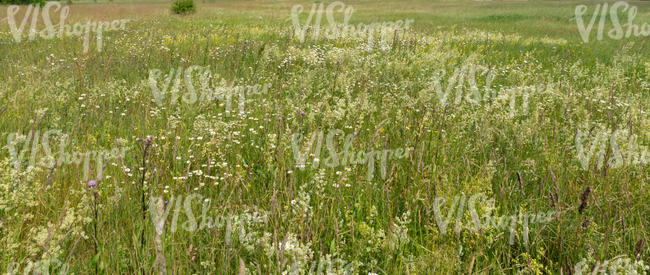 meadow with white flowers