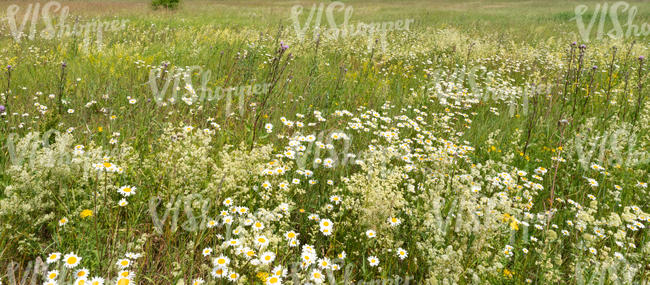 tall grass with daisies