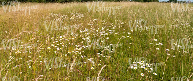 grassland with daisies