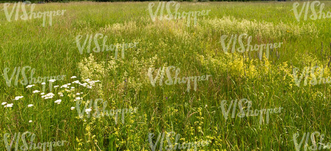 tall grass with some flowers