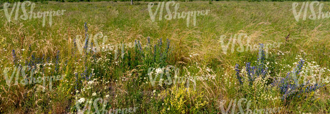 grass with clorful flowers