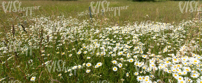 grassland with many daisies