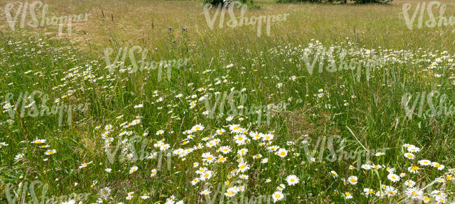 tall grass with daisies