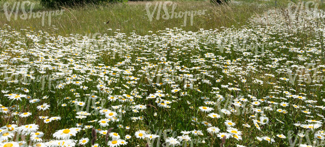 field of white daisies