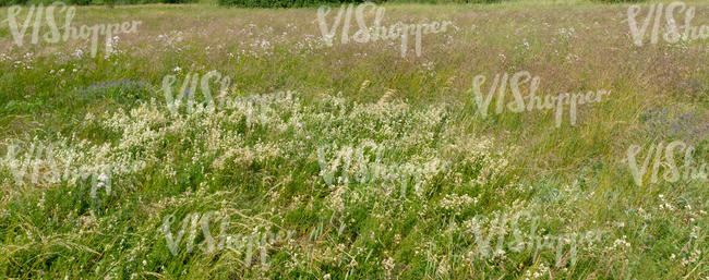 field of different tall grass