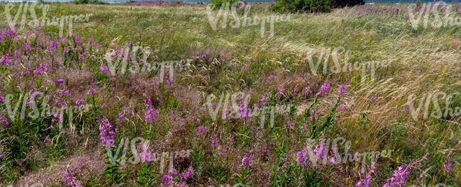 meadow with fireweed