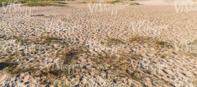 sandy beach with some grass